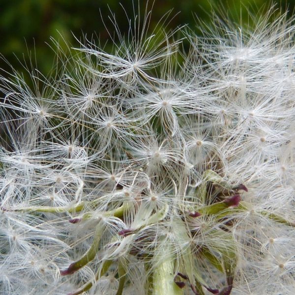 Allergie, fuori e dentro casa: i consigli di Assosalute