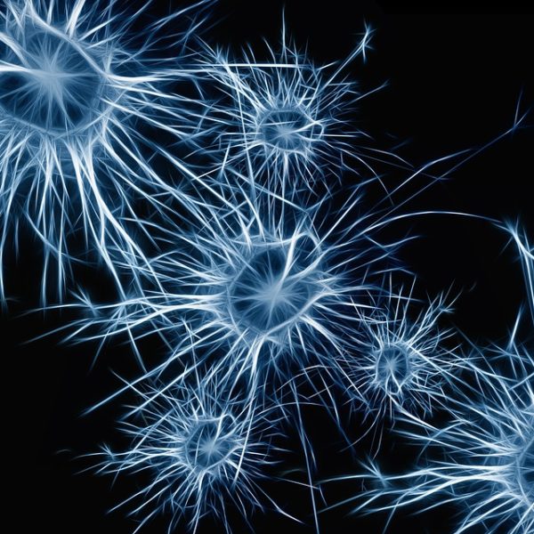 Uno studio condotto dai ricercatori dell'Università dell'Arkansas rivela che i neuroni nella corteccia motoria del cervello mostrano un'inattesa ''divisione del lavoro''